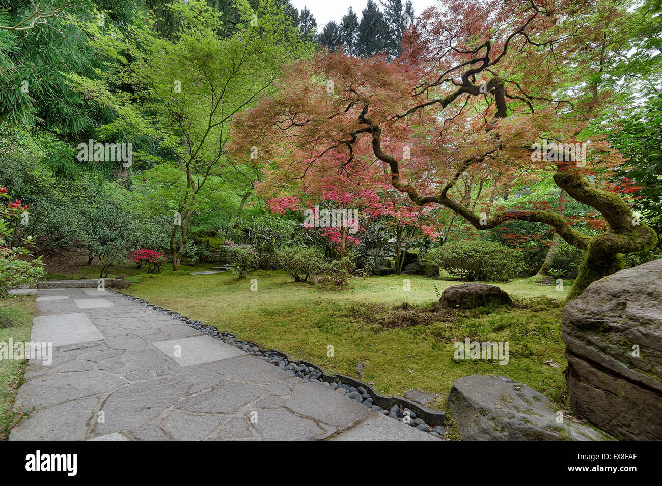 Garden stone path with Japanese Maple trees in Spring season Stock ...