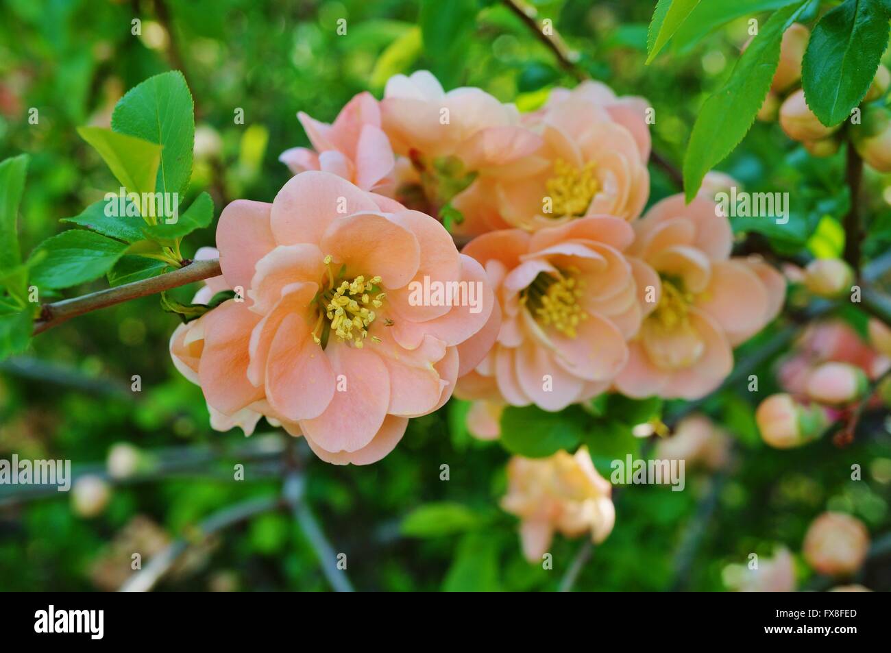 Apricot orange blooms of flowering quince chaenomeles shrub Stock Photo