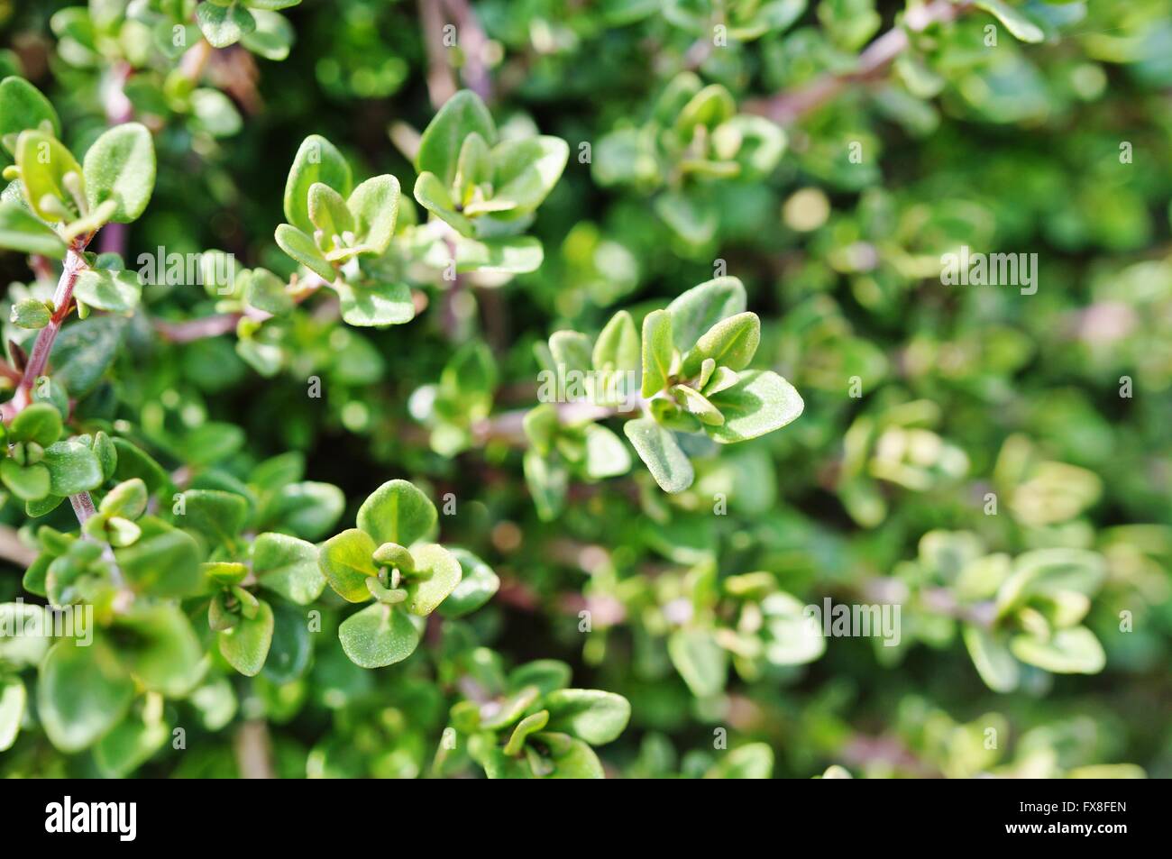Thyme plant growing in the herb garden Stock Photo Alamy