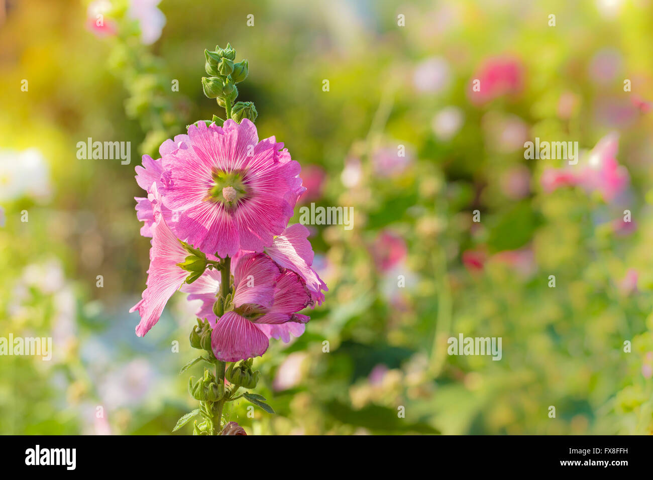Beautiful Pink hollyhock blossoms in the garden, Althaea rosea Stock Photo