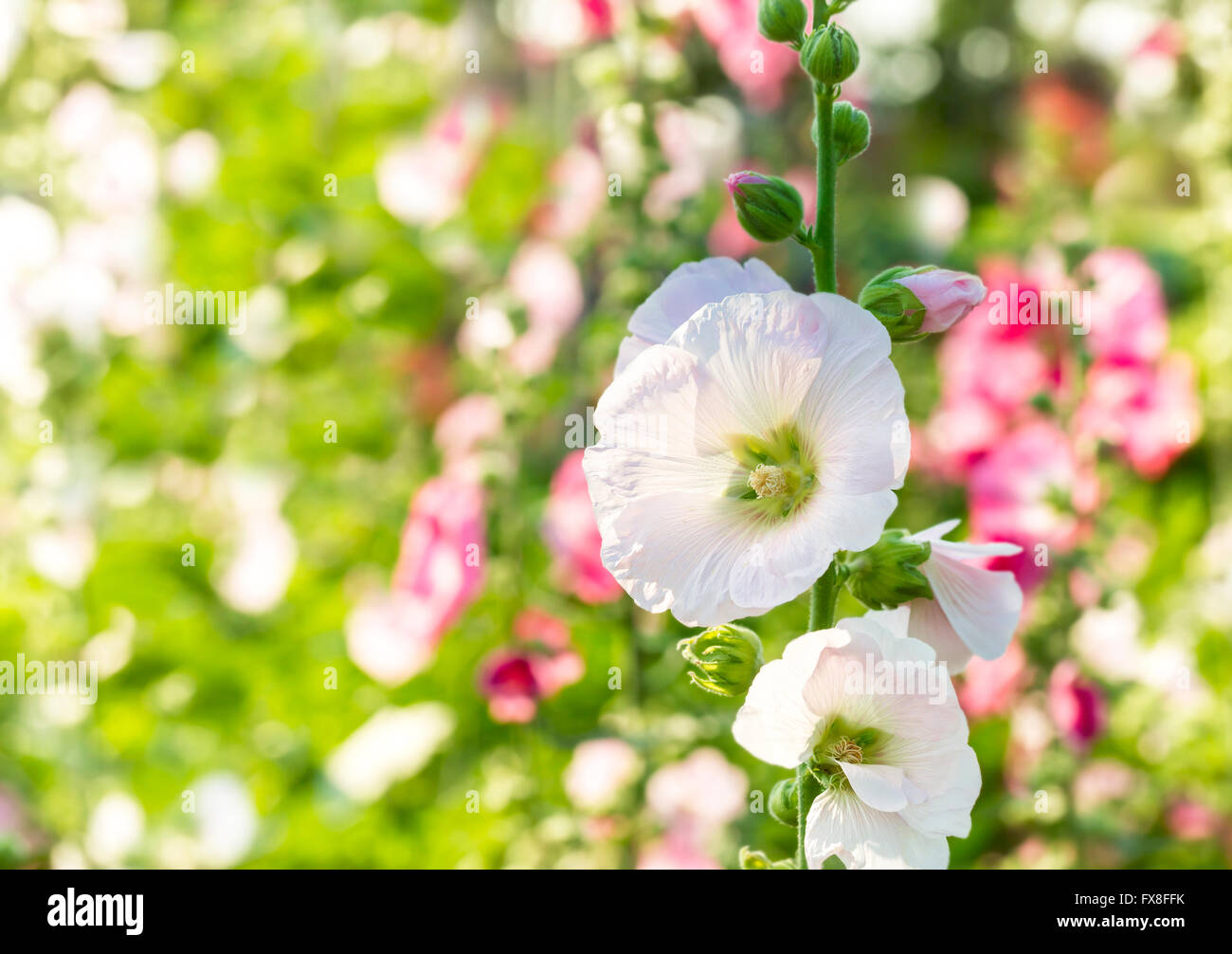 White hollyhock (Althaea rosea) blossoms on bright sunlight in the garden Stock Photo