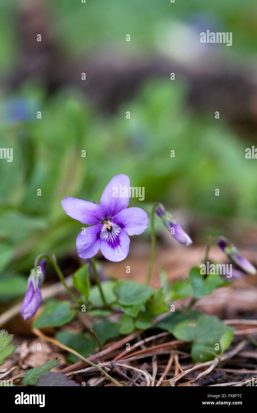 Violets on the woodland floor. Stock Photo