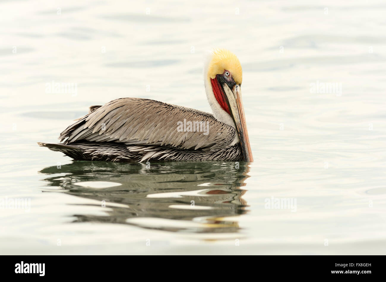 Pelican is a beautiful colorful pelican floating int he water with lovely detailed feathers and vibrant yellow and red markings. Stock Photo