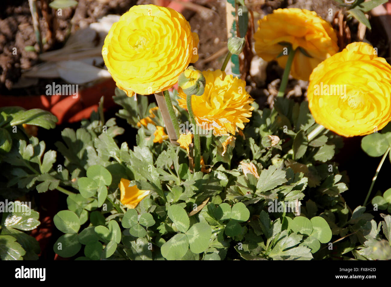 Ranunculus asiaticus, Persian buttercup, family Ranunculaceae, popular garden tuberous rooted ornamental herb, double flowers Stock Photo