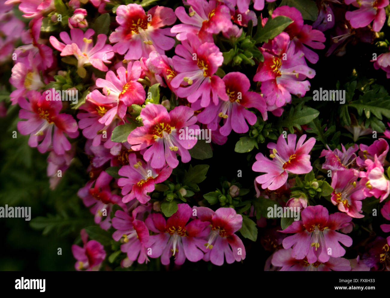 Schizanthus × wisetonensis, Poor Man's Orchid, Butterfly flower, ornamental hybrid with fern like leaves and beautiful flowers Stock Photo
