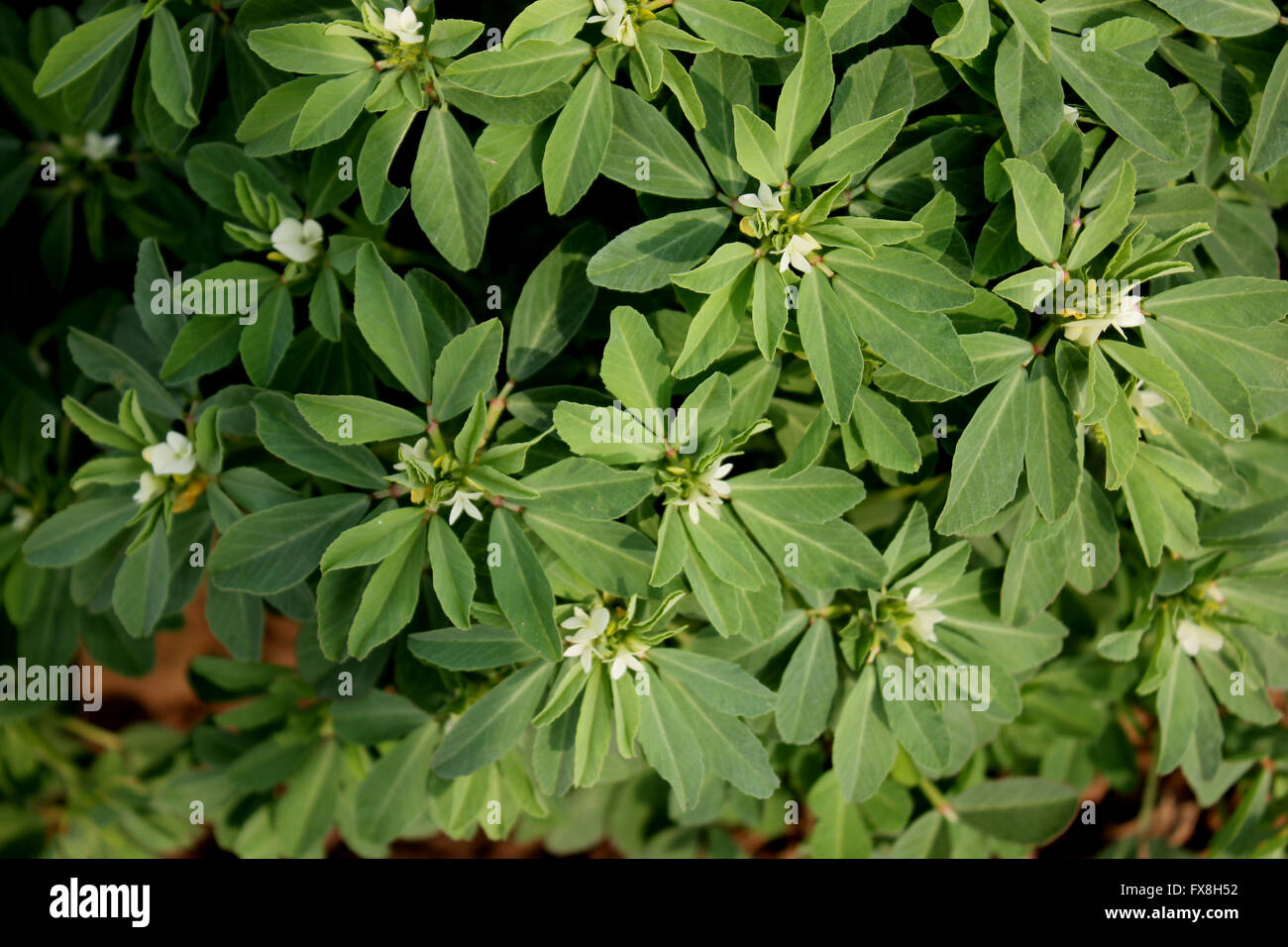 Fenugreek, Trigonella foenum-graecum, cultivated annual herb with trifoliate compound leaves, used as vegetable, seeds a spice Stock Photo