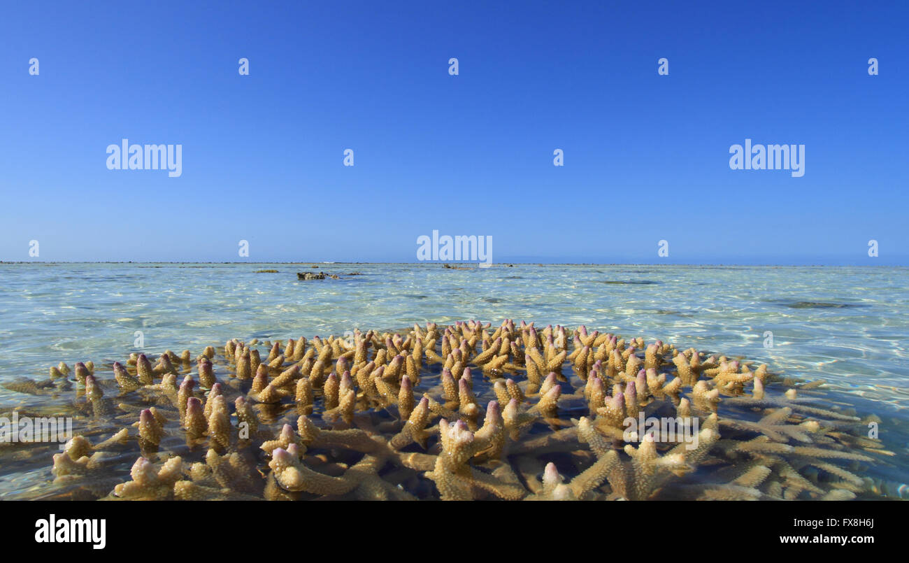 A Coral Bommie  or outcrop on the reef surrounding a tropical island off the coast of Australia Stock Photo