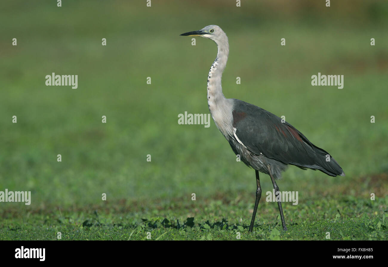 A White-neck Heron (Ardea Pacifica) standing in a green wetland. Photo Chris Ison Stock Photo