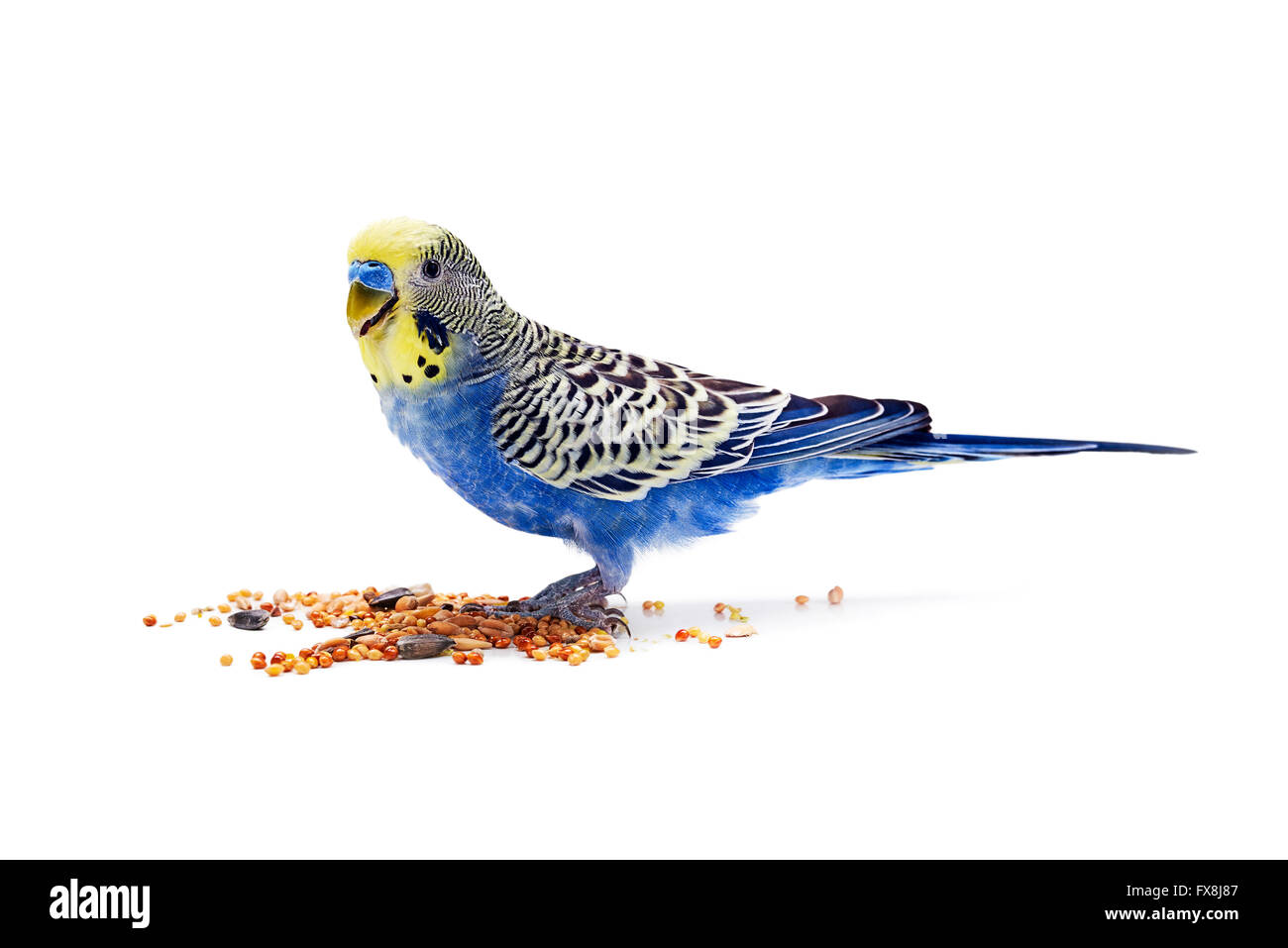 budgie eating on a white background Stock Photo