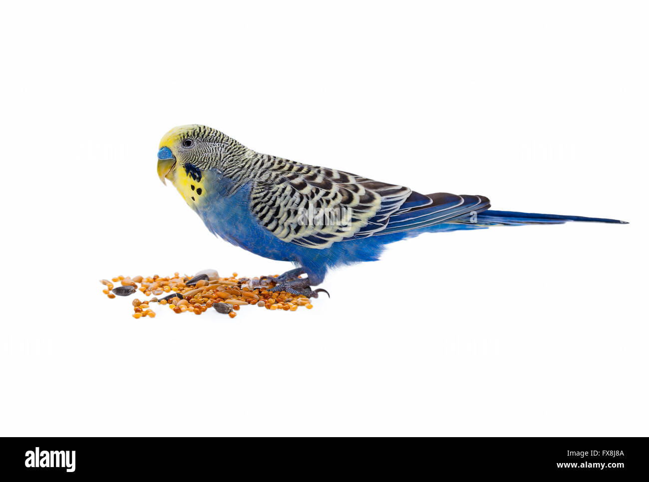 budgie eating on a white background Stock Photo