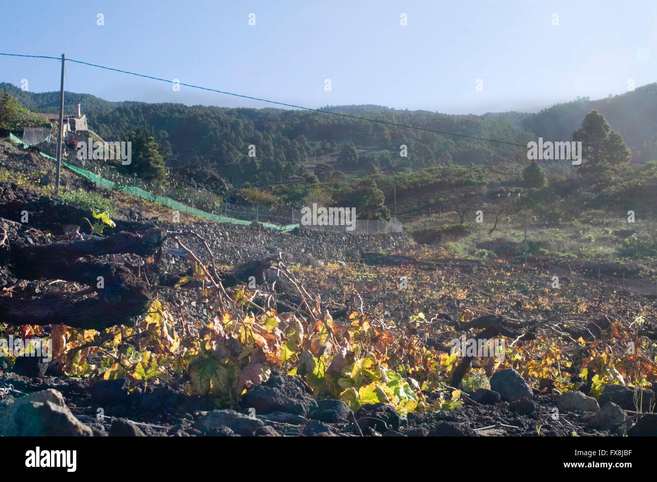 grape vines grape vine grapevine grapevines vineyard vineyards canary islands island canaries isle isles low short on a hill sid Stock Photo