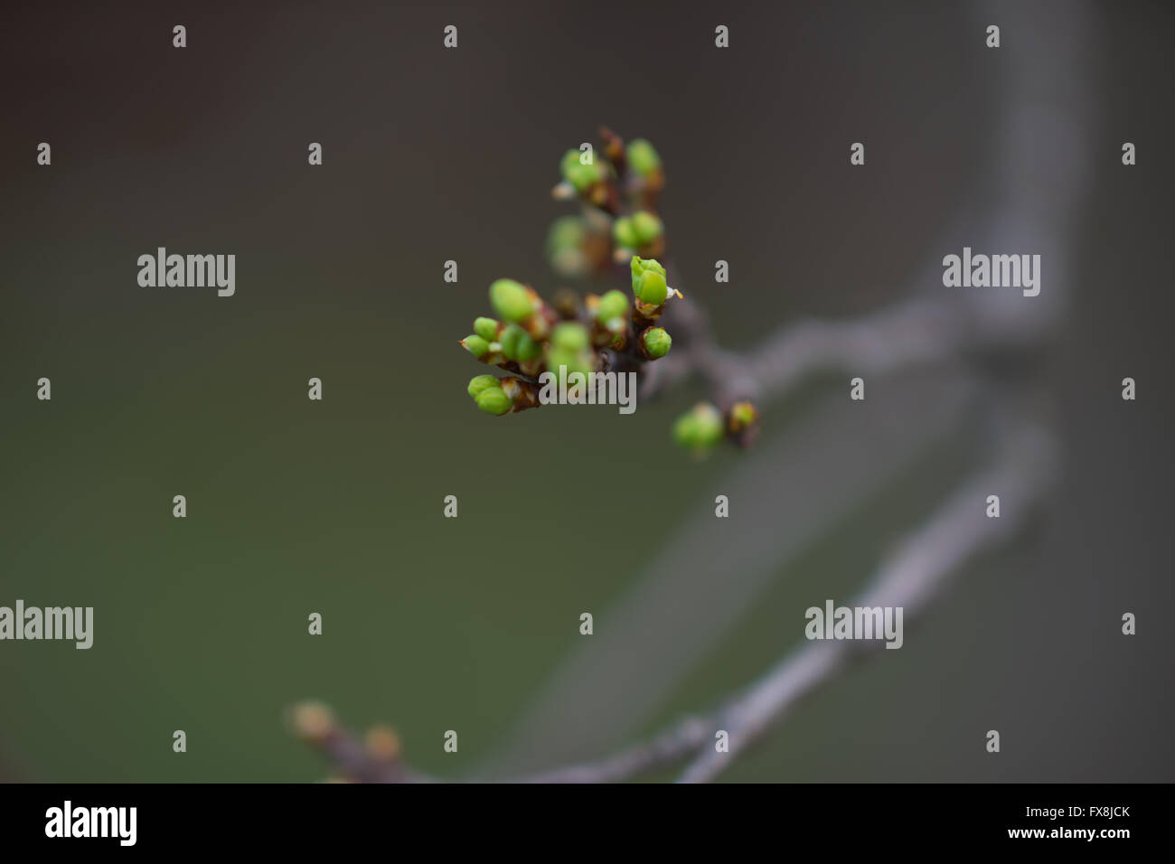 Spring tree leaf growth hi-res stock photography and images - Alamy