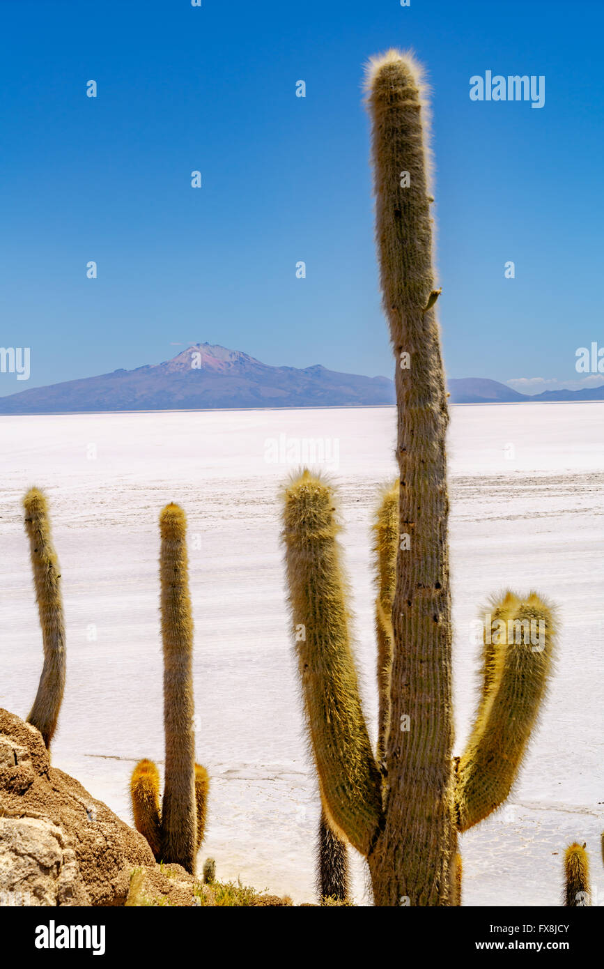 Cactus at Incahuasi Island in the Uyuni Salt Desert, Bolivia Stock Photo
