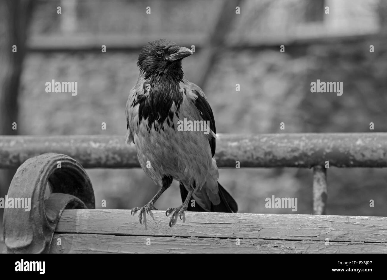 close up of hooded crow sitting on bench Stock Photo - Alamy