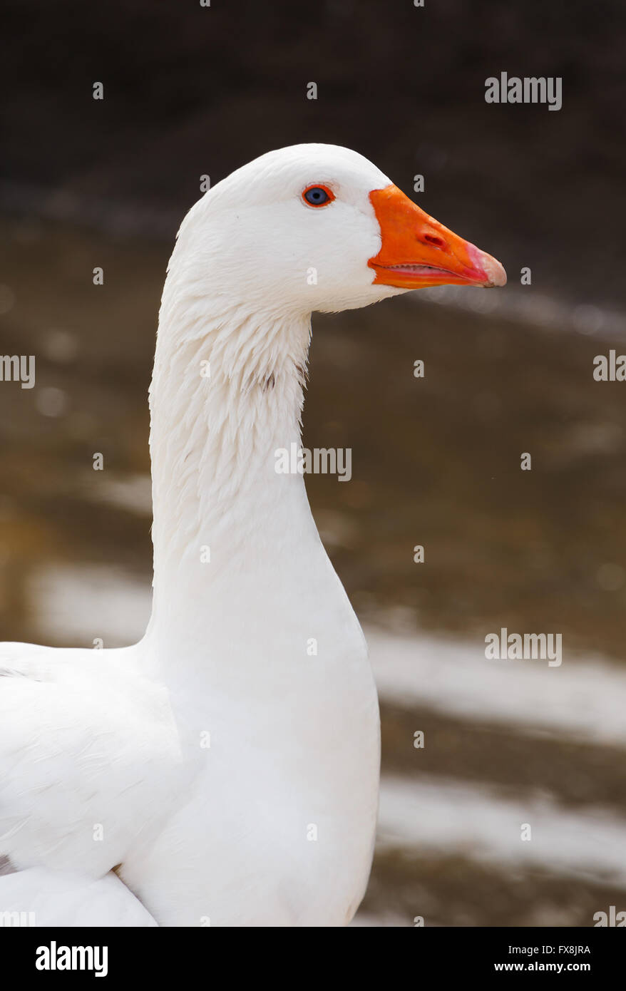 close up of white goose at pond Stock Photo