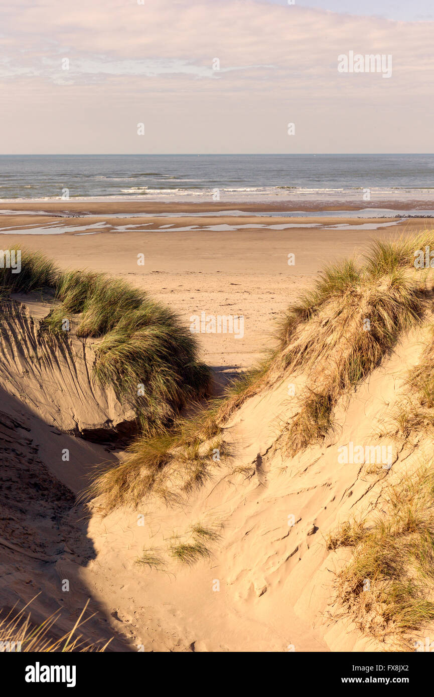 Large sandy beaches alongside Ynyslas Sand dunes bordering Cardigan Bay Ceredigion part of Dyfi National Nature Reserve. Stock Photo