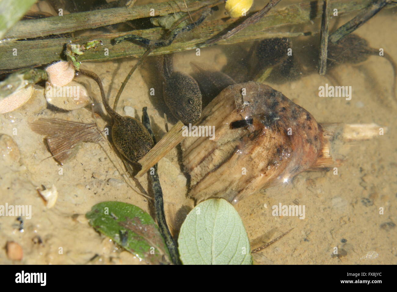 Two tadpoles looking for food Stock Photo