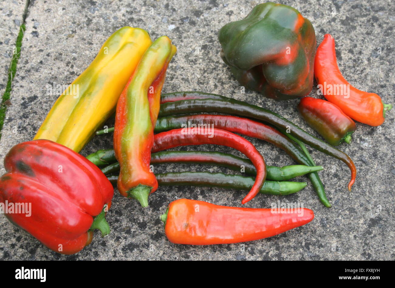 The many colours of peppers and chillies Stock Photo Alamy