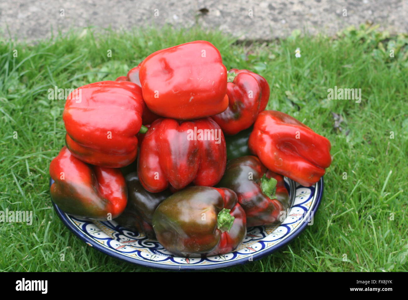 A wonderful crop of bell peppers Stock Photo