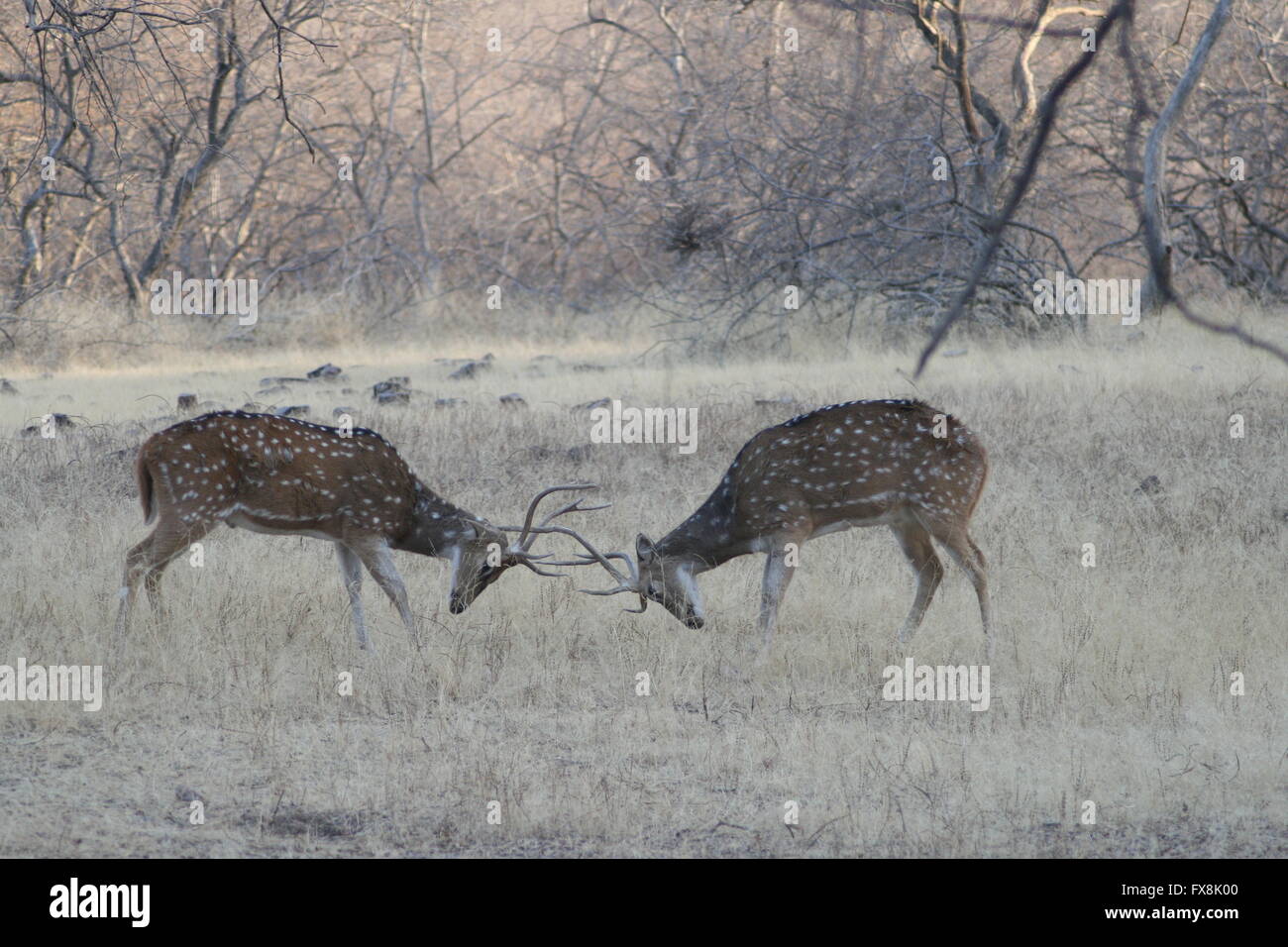 Chital stags fighting Stock Photo