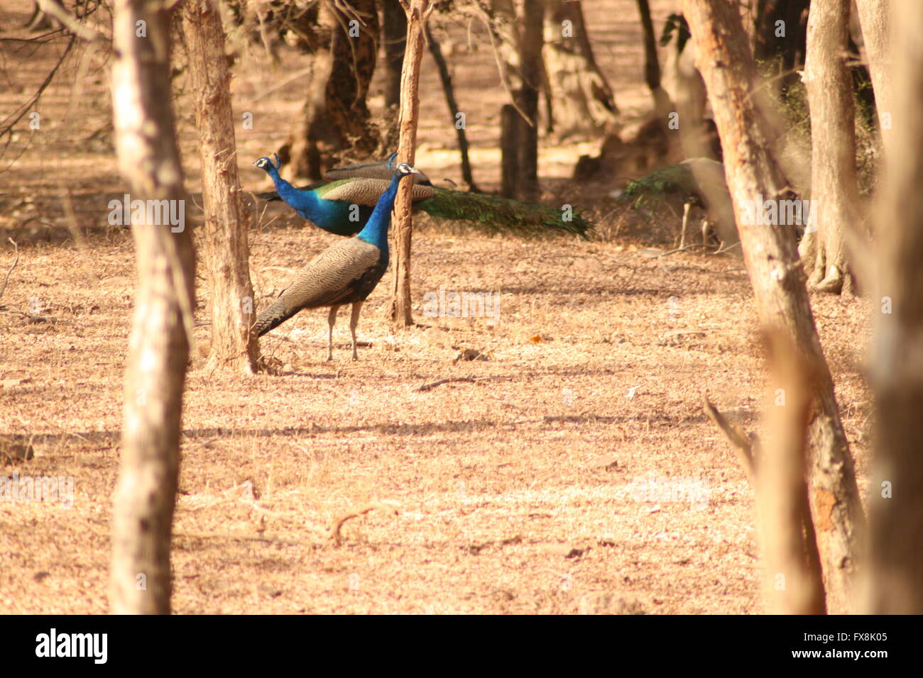 Two peacocks in an Indian forest Stock Photo