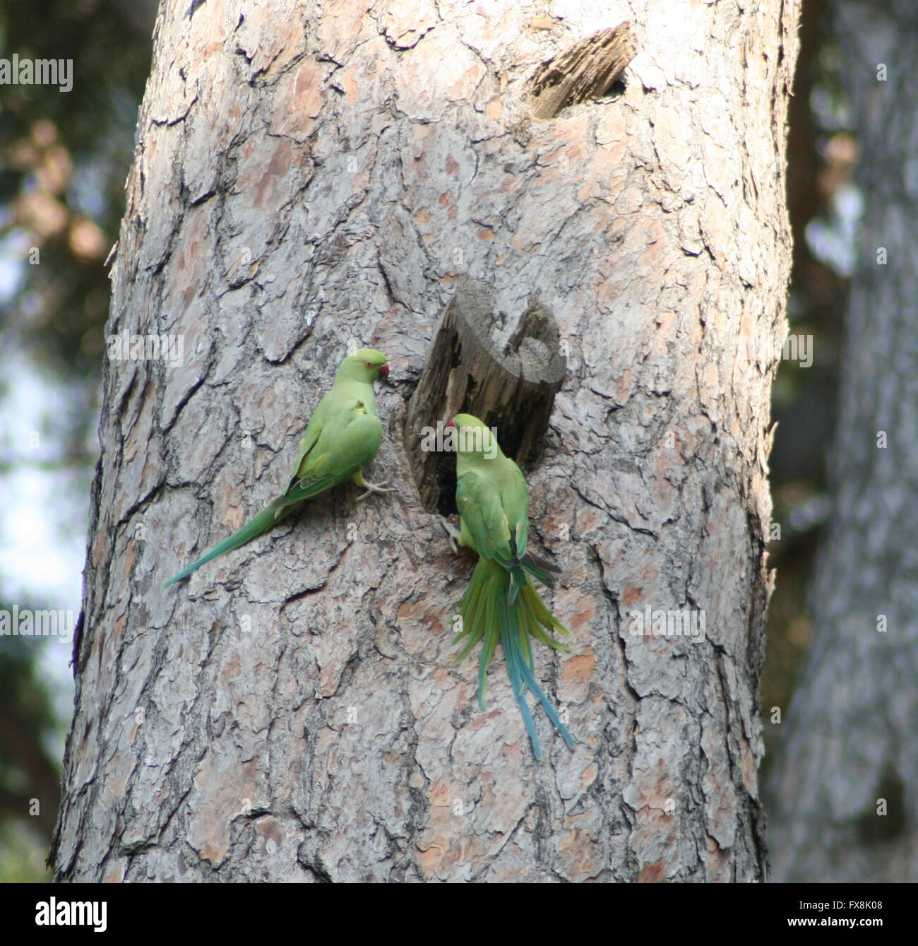 Green parakeets bring food to their chicks Stock Photo