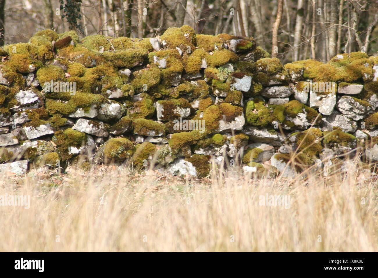 Ancient moss covered stone wall Stock Photo