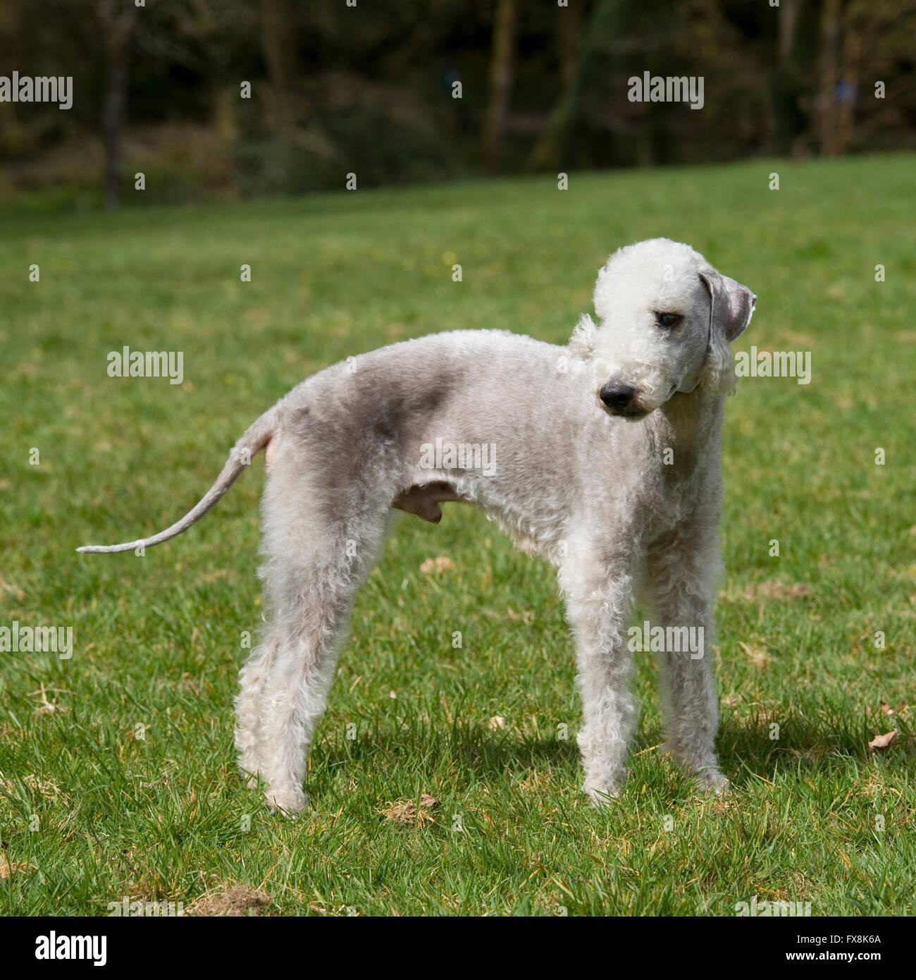Working bedlington terrier hires stock photography and images Alamy