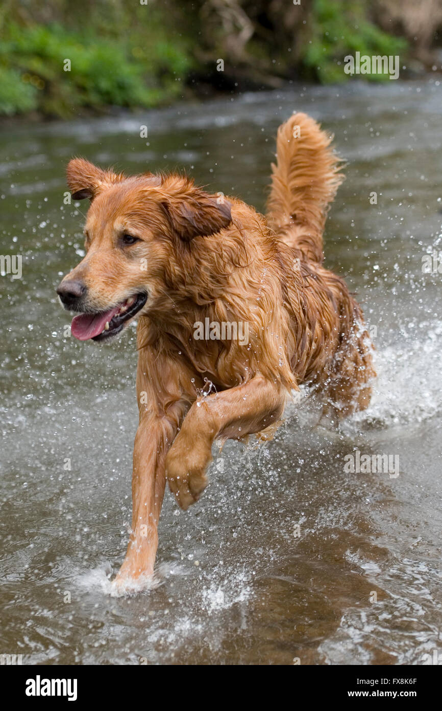 golden retriever running through water Stock Photo Alamy