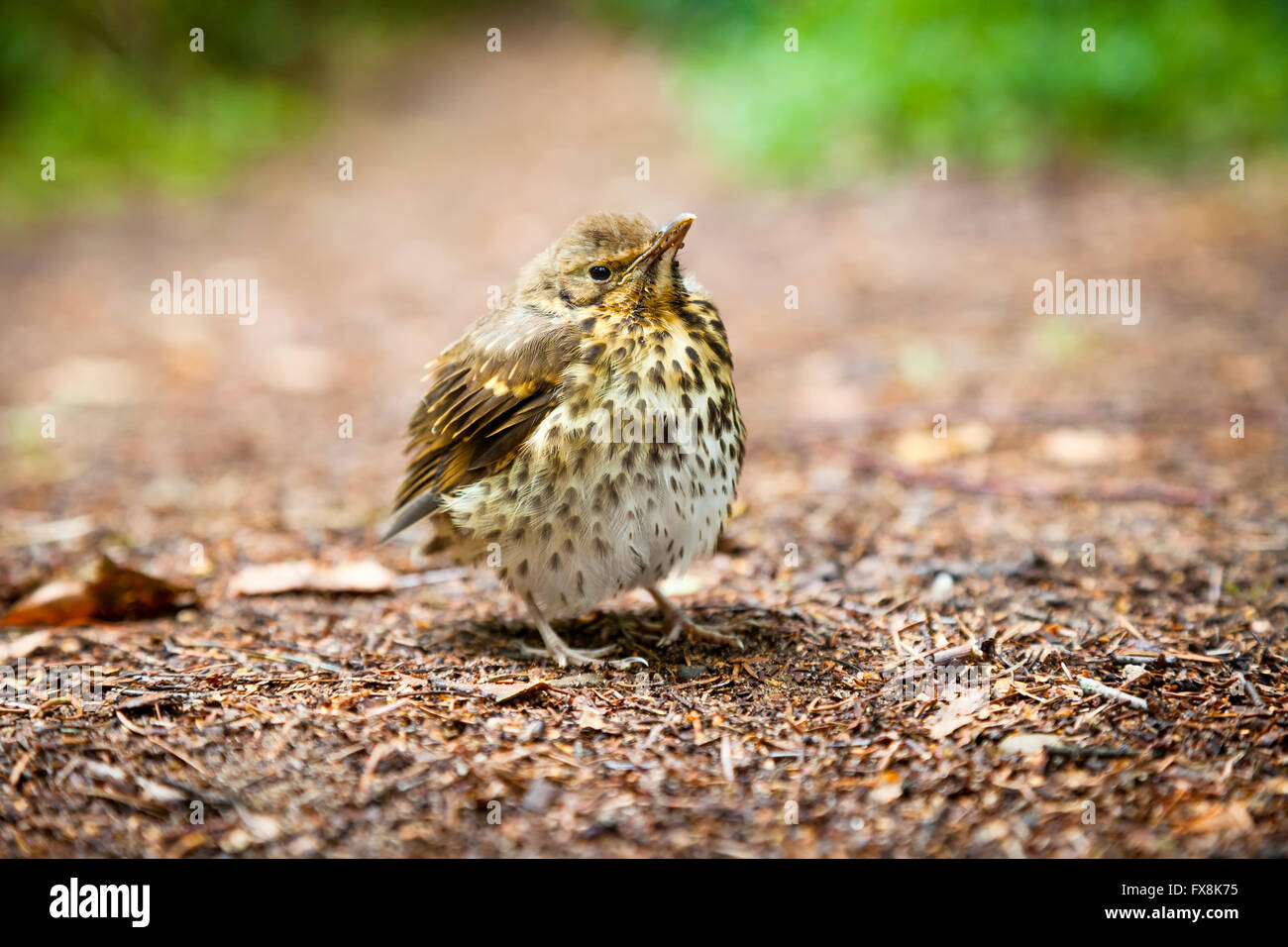Small throstle fledgling, song thrush on forest ground Stock Photo