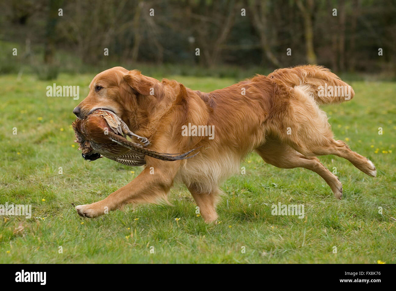 golden retriever retrieving a pheasant Stock Photo