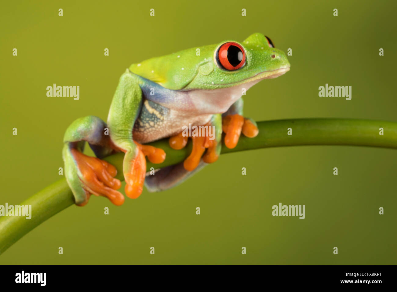 Red Eyed Tree Frog Sitting On Branch Stock Photo Alamy
