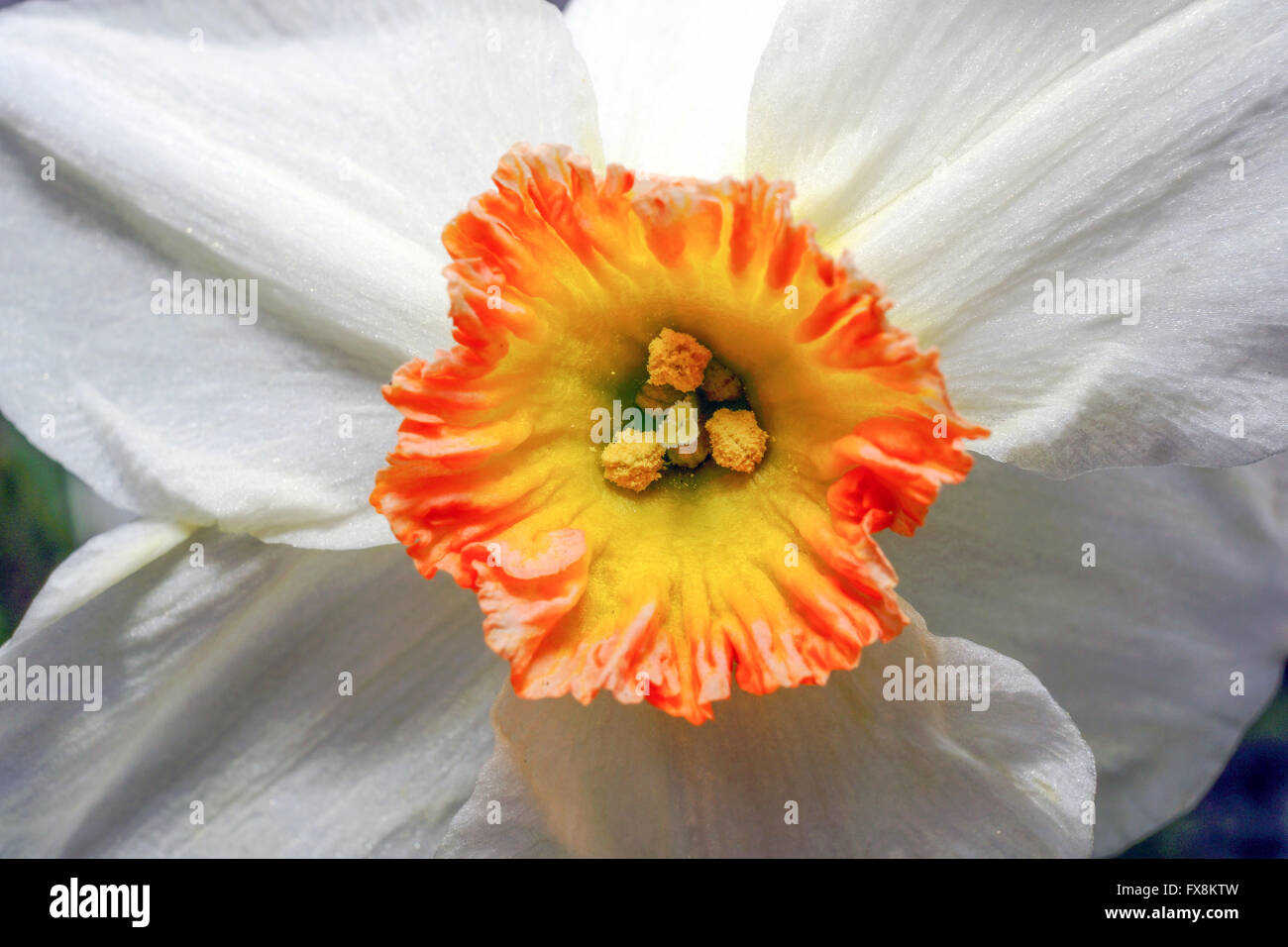 Narcissus flower. Stock Photo