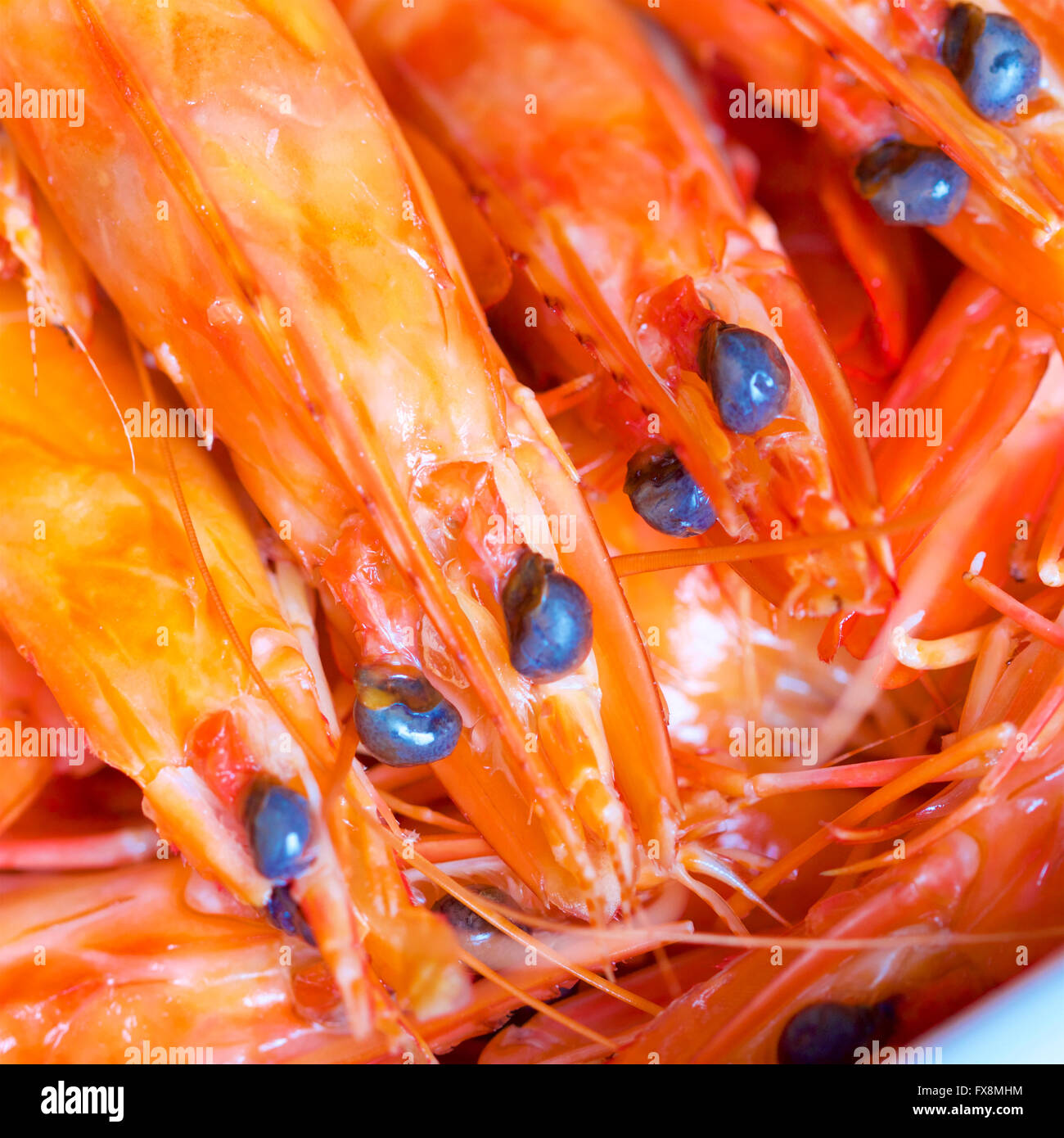 Cooked Australian King prawns Stock Photo Alamy