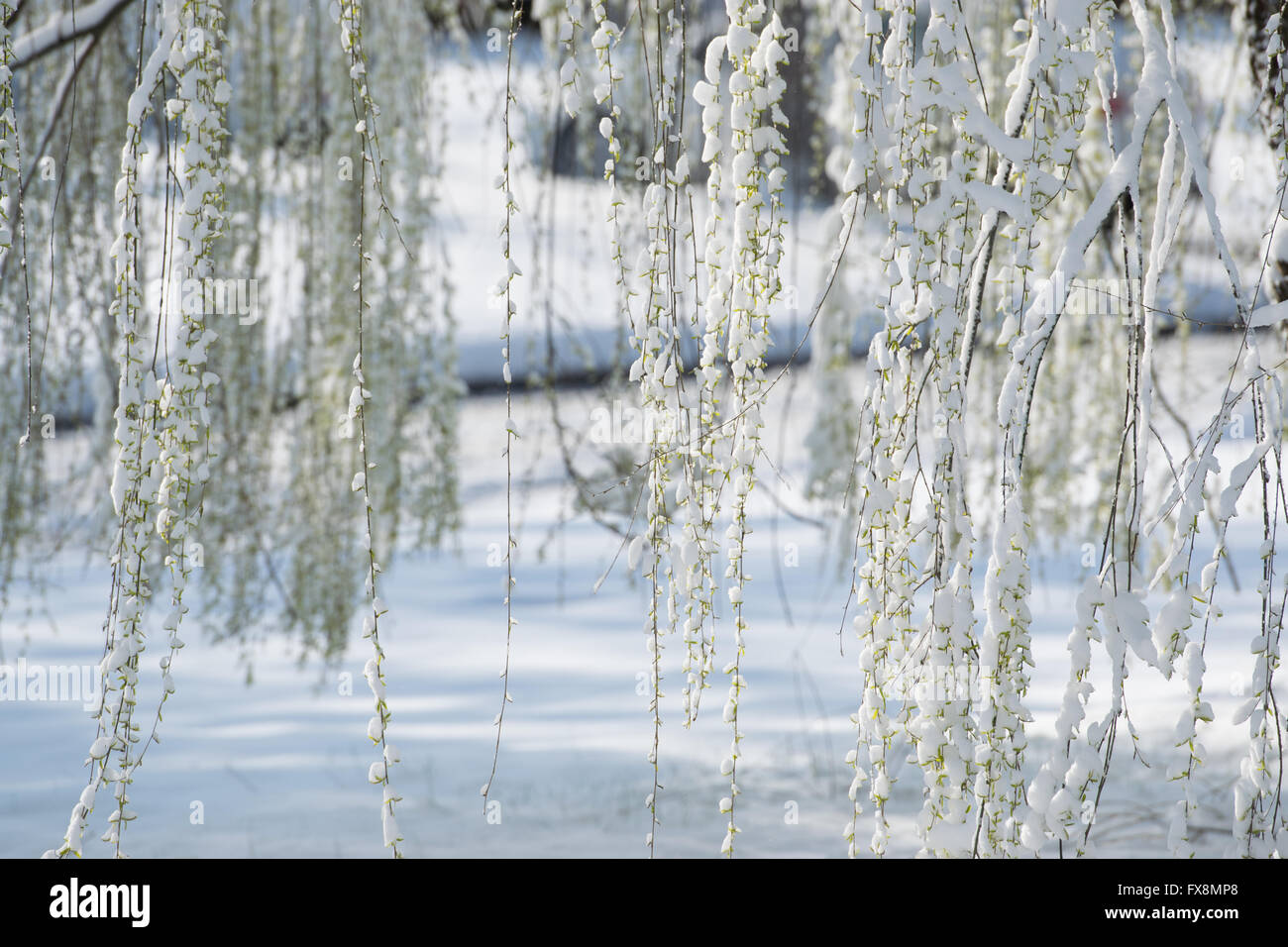 Hanging willow branches hi-res stock photography and images - Alamy