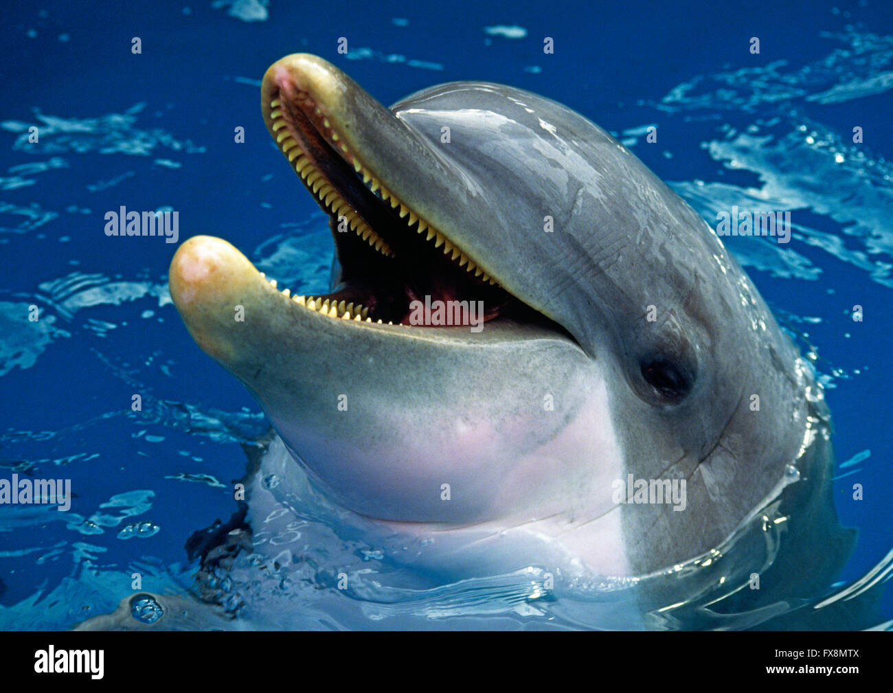 The common Bottlenose Dolphin  (Tursiops truncatus) found on the east coast of the USA Stock Photo