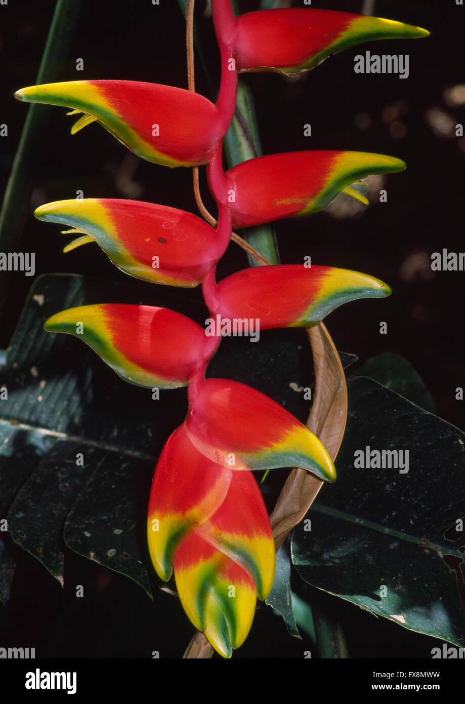 Heliconia rostrata (also known as Hanging Lobster Claw or False Bird of Paradise) is an herbaceous perennial native to Peru Stock Photo
