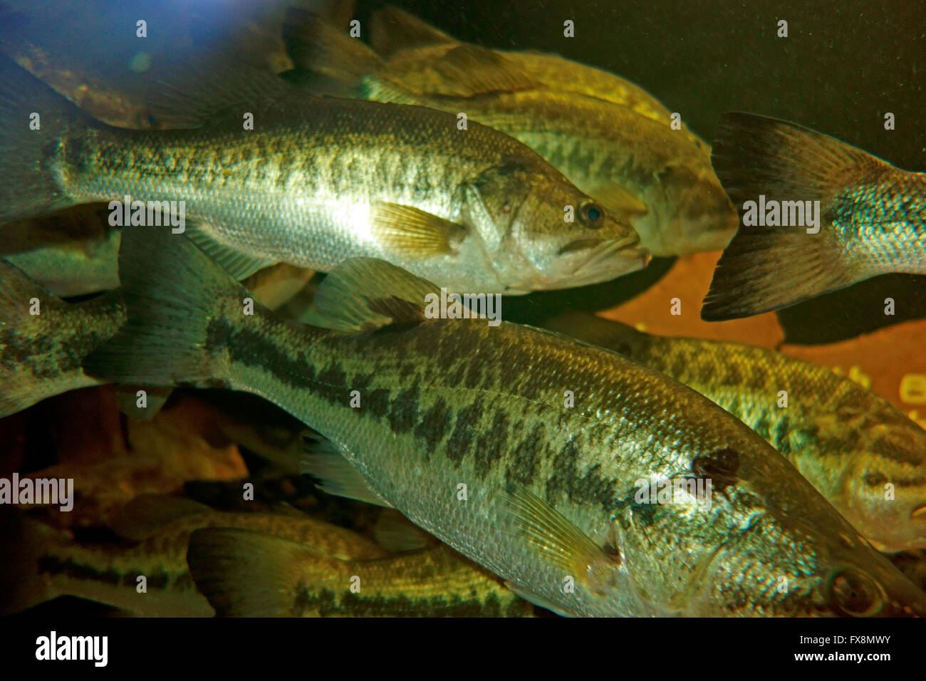a school of largemouth bass fish Stock Photo