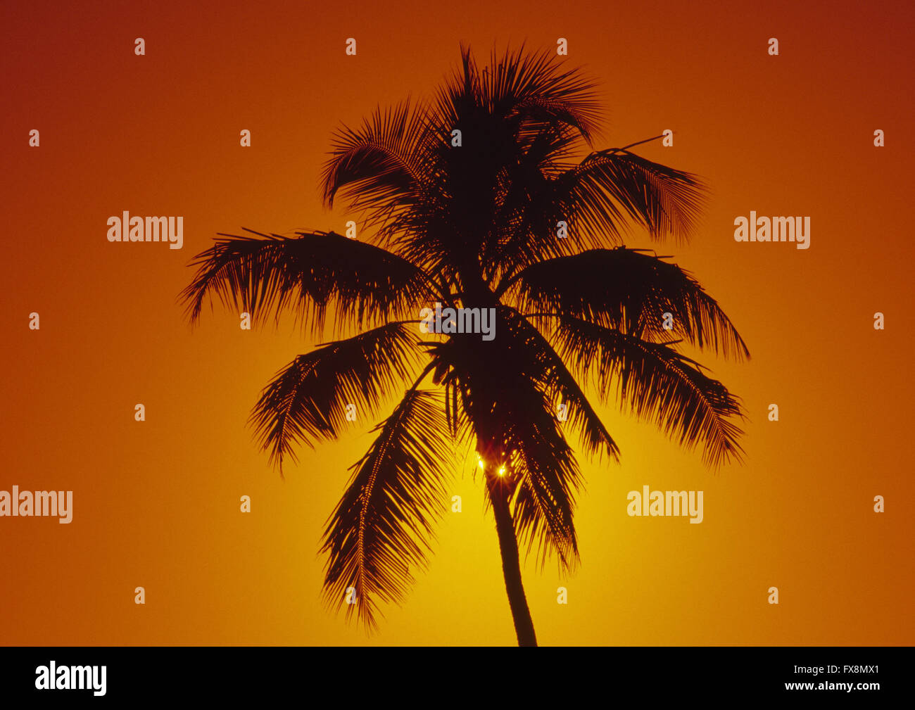 A coconut palm tree with the sun behind an orange sky Stock Photo
