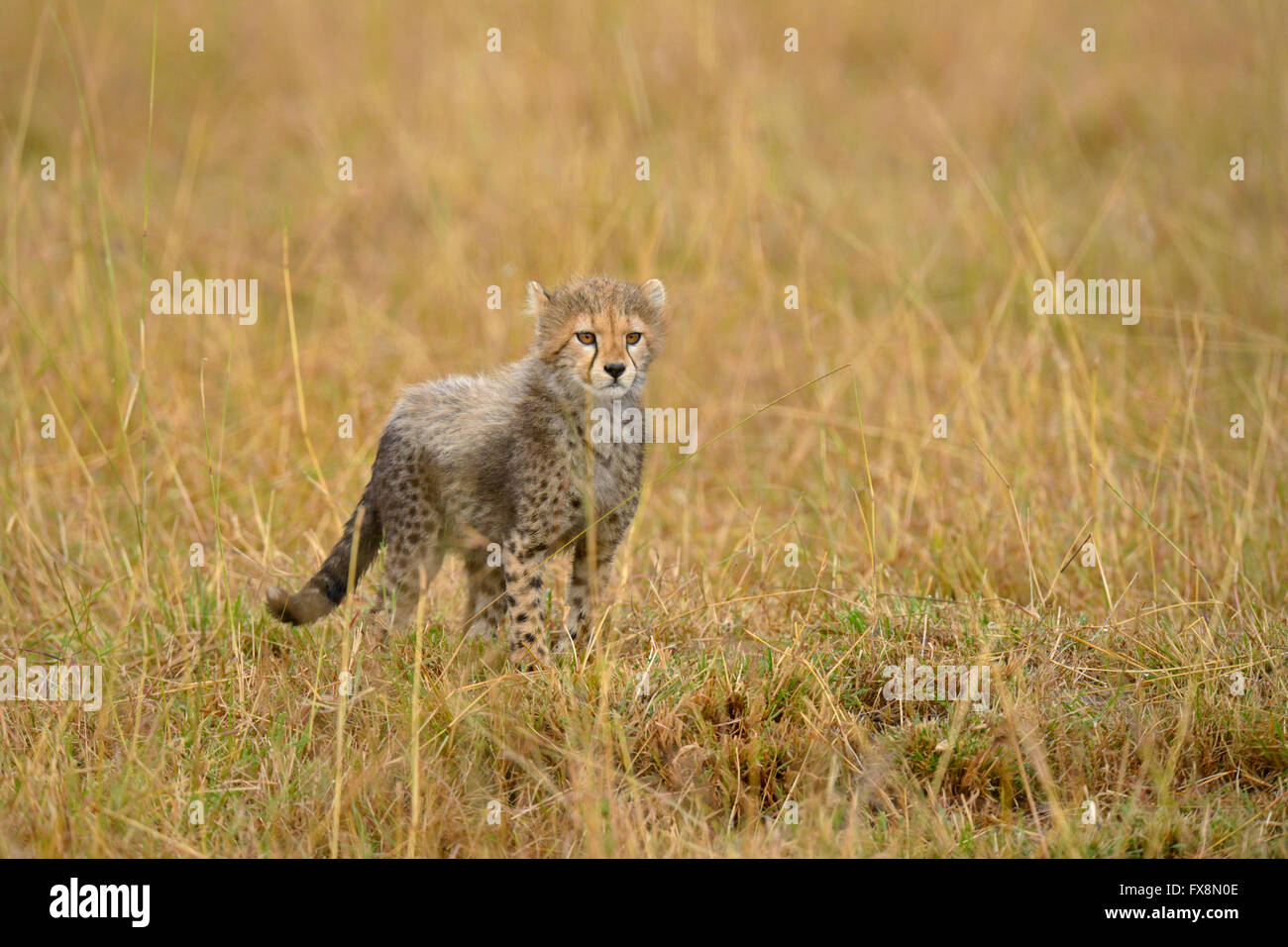 Wild small cub, walking alone in the grasslands of Masai Mara in Kenya, Africa Stock Photo