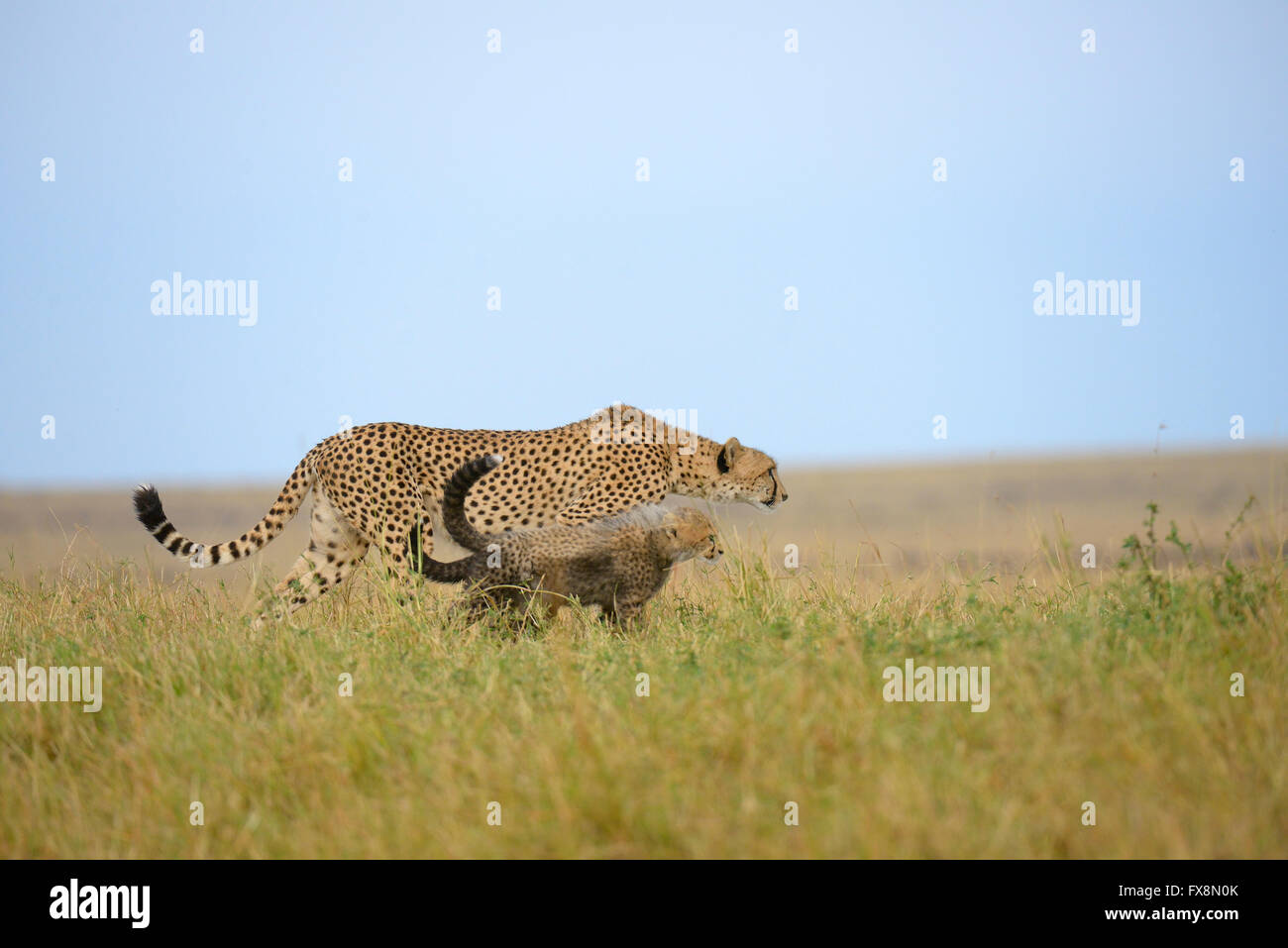 Low angle shot of a Wild cheetah mother with her cubs, walking in the grasslands of Masai Mara in Kenya, Africa Stock Photo