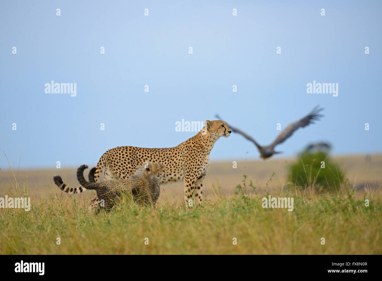 Low angle shot of a Wild cheetah mother with her cubs, walking in the grasslands of Masai Mara in Kenya, Africa Stock Photo