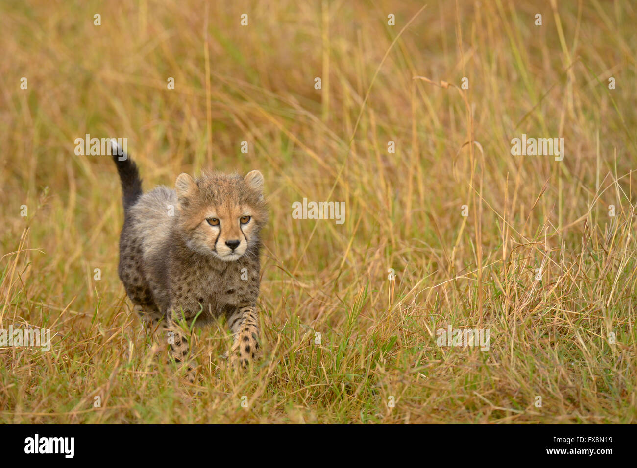 Wild small cub, walking alone in the grasslands of Masai Mara in Kenya, Africa Stock Photo