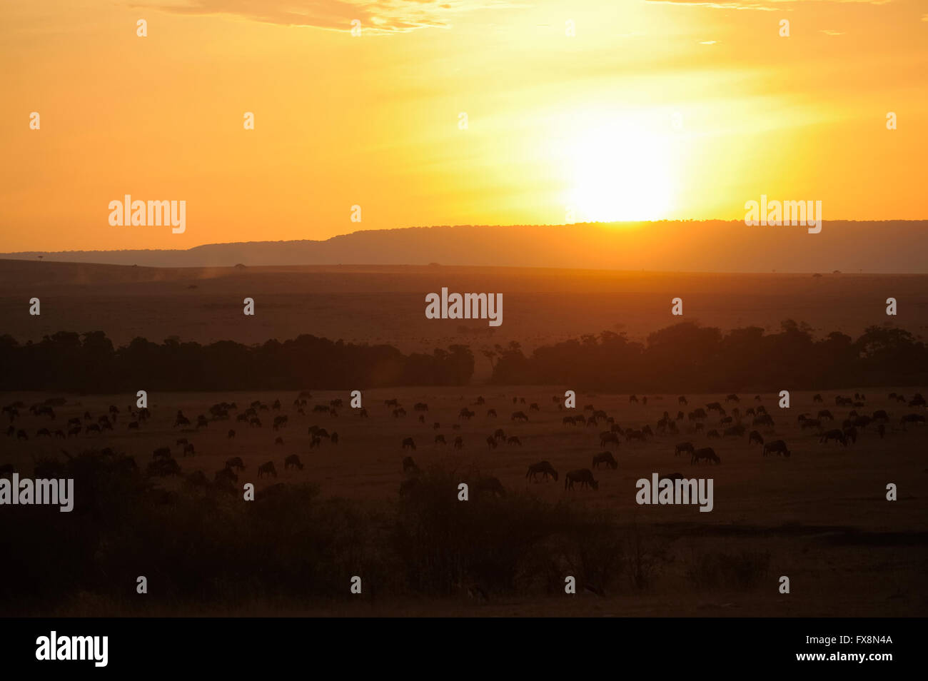 Backlit Blue Wildebeest herds at sunset in Masai Mara during the great annual migration in the grasslands of Masai Mara in Afric Stock Photo