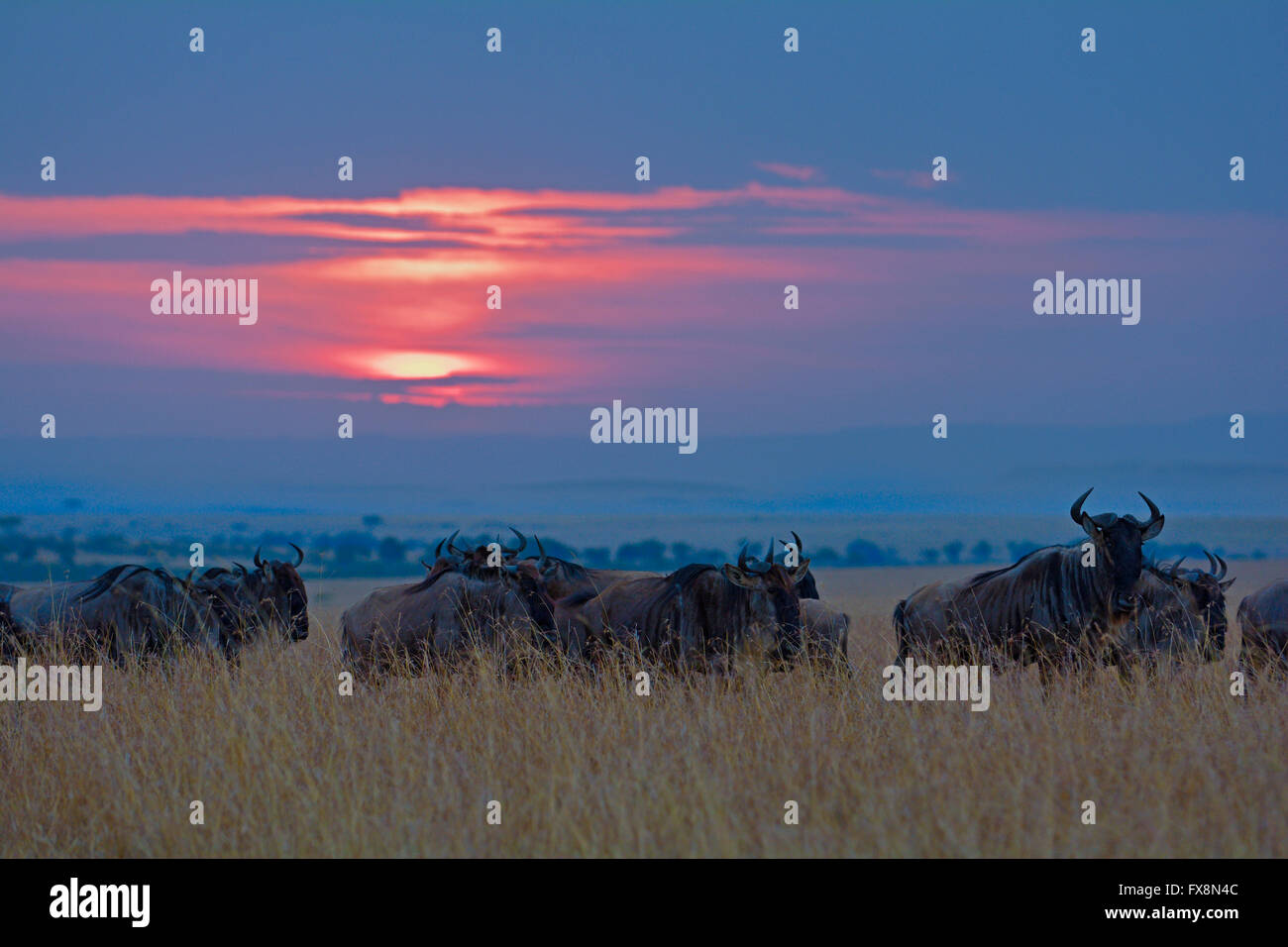 Backlit Blue Wildebeest herds at sunset in Masai Mara during the great annual migration in the grasslands of Masai Mara Stock Photo