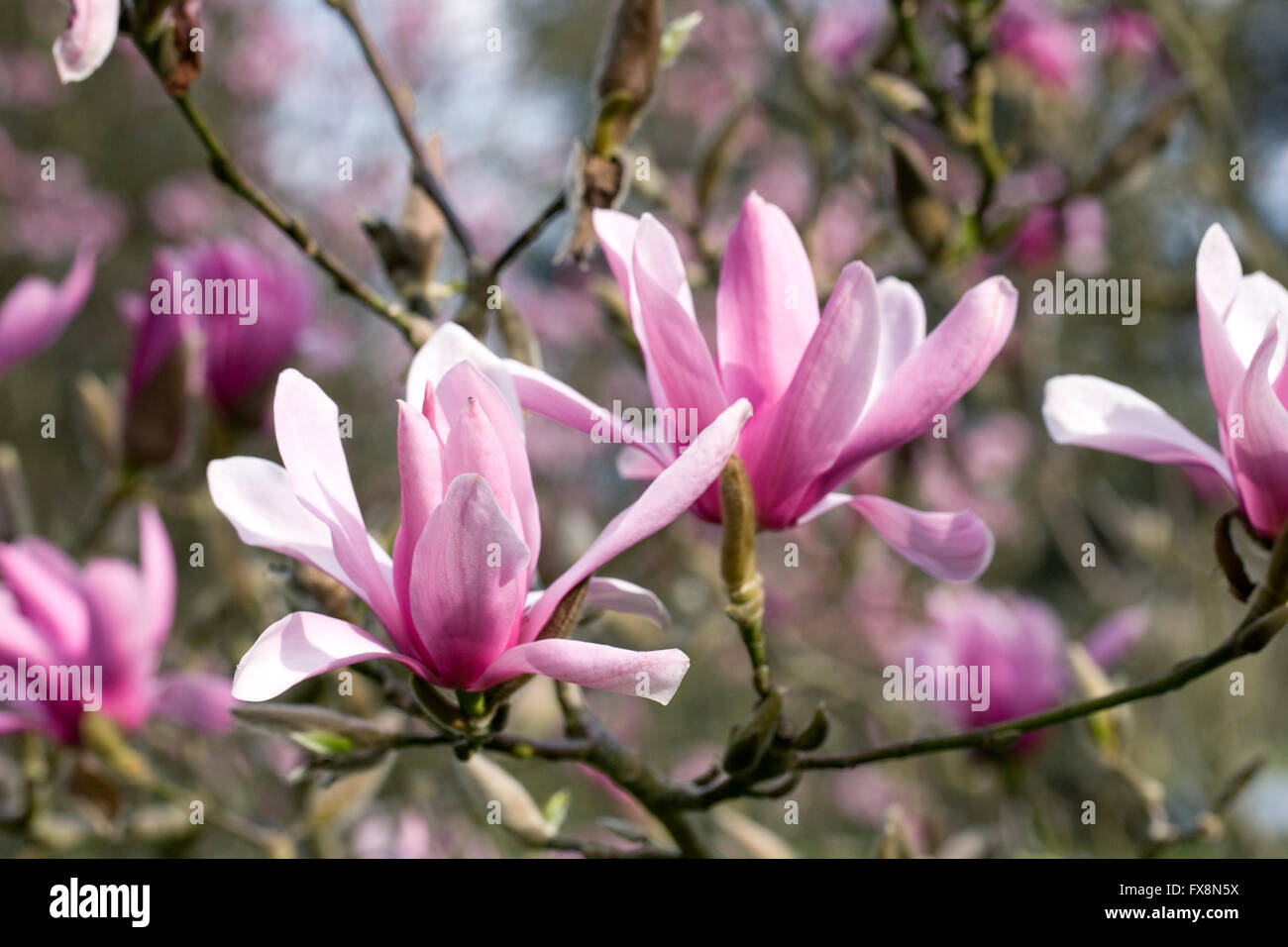 Magnolia 'Caerhays Surprise' flowers. Stock Photo