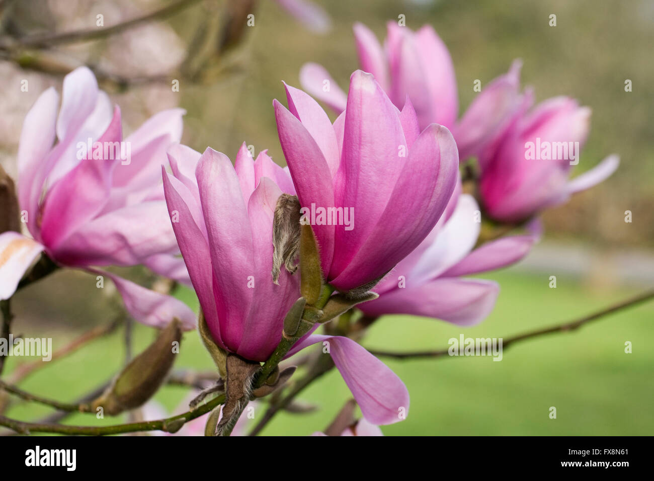 Magnolia 'Caerhays Surprise' flowers. Stock Photo