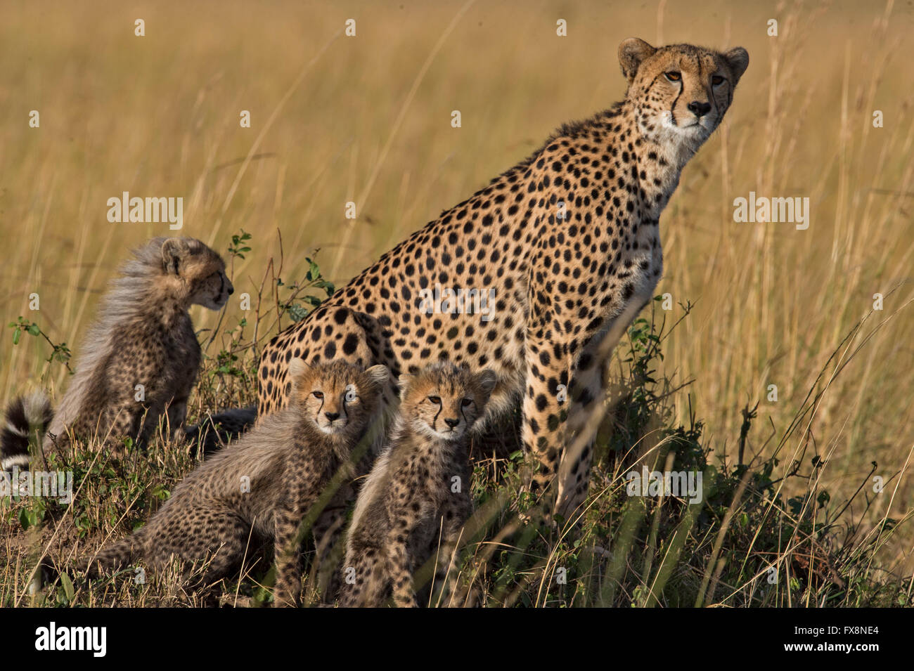Wild cheetah mother with her cubs, sitting on a termite mound the grasslands of Masai Mara in Kenya, Africa Stock Photo