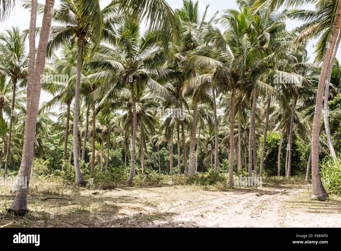 Sandy dirt track going through a coconut palm forest Stock Photo