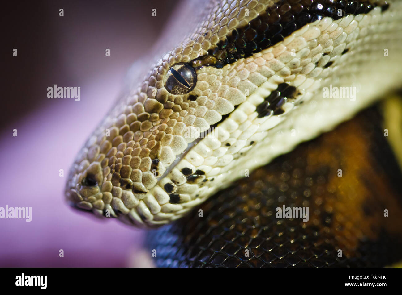 Premium Photo  Closeup of a black and white boa constrictor